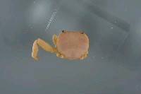 藏品(中型圓方蟹)的圖片
